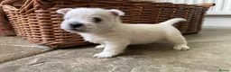 West Highland Terrier dogs for sale: Beautifully bred West Highland Terriers - Advert 7