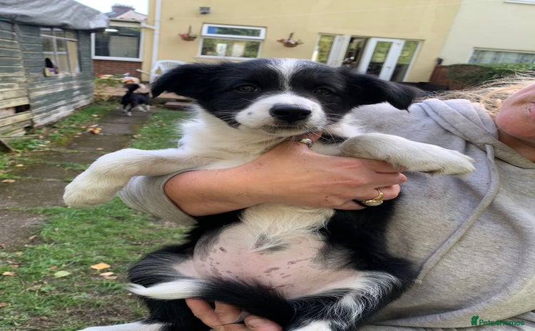 Border Collie dogs - Advert 1