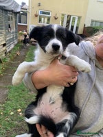 Border Collie dogs - Advert 3