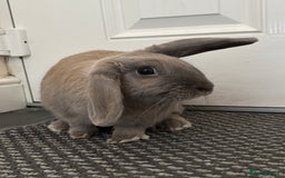 English rabbits for sale: Beautiful grey rabbit for adoption - Image 3