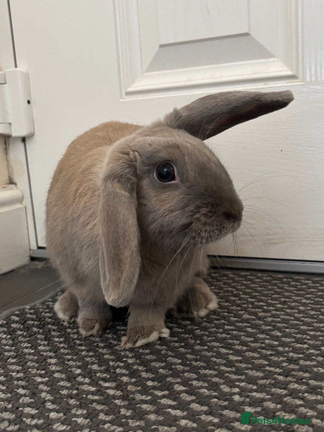 English rabbits for sale: Beautiful grey rabbit for adoption - Image 3