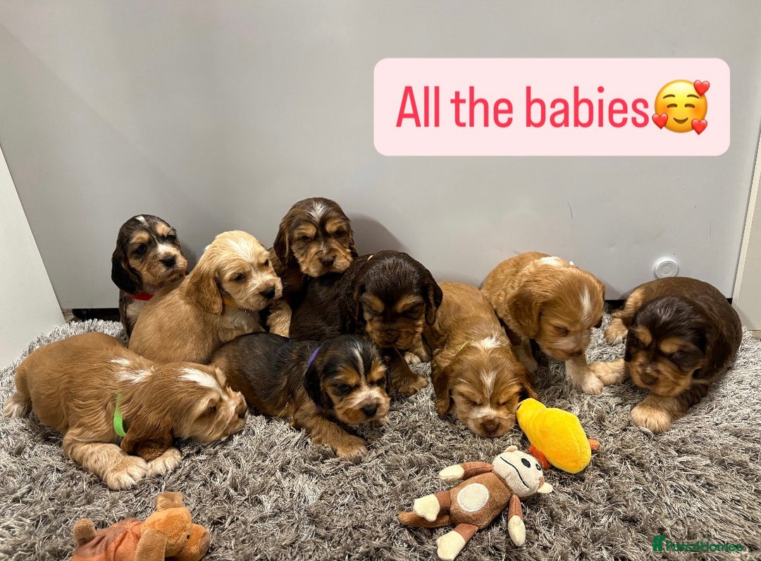 Cocker Spaniel dogs for sale: ✨STUNNING SABLE SHOW TYPE COCKER SPANIEL PUPPIES✨ - Advert 1