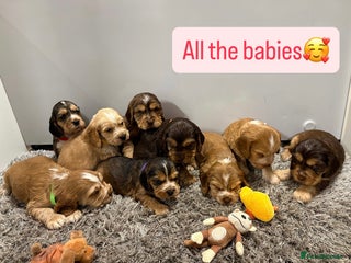 Cocker Spaniel dogs ✨STUNNING SABLE SHOW TYPE COCKER SPANIEL PUPPIES✨ - Advert 3