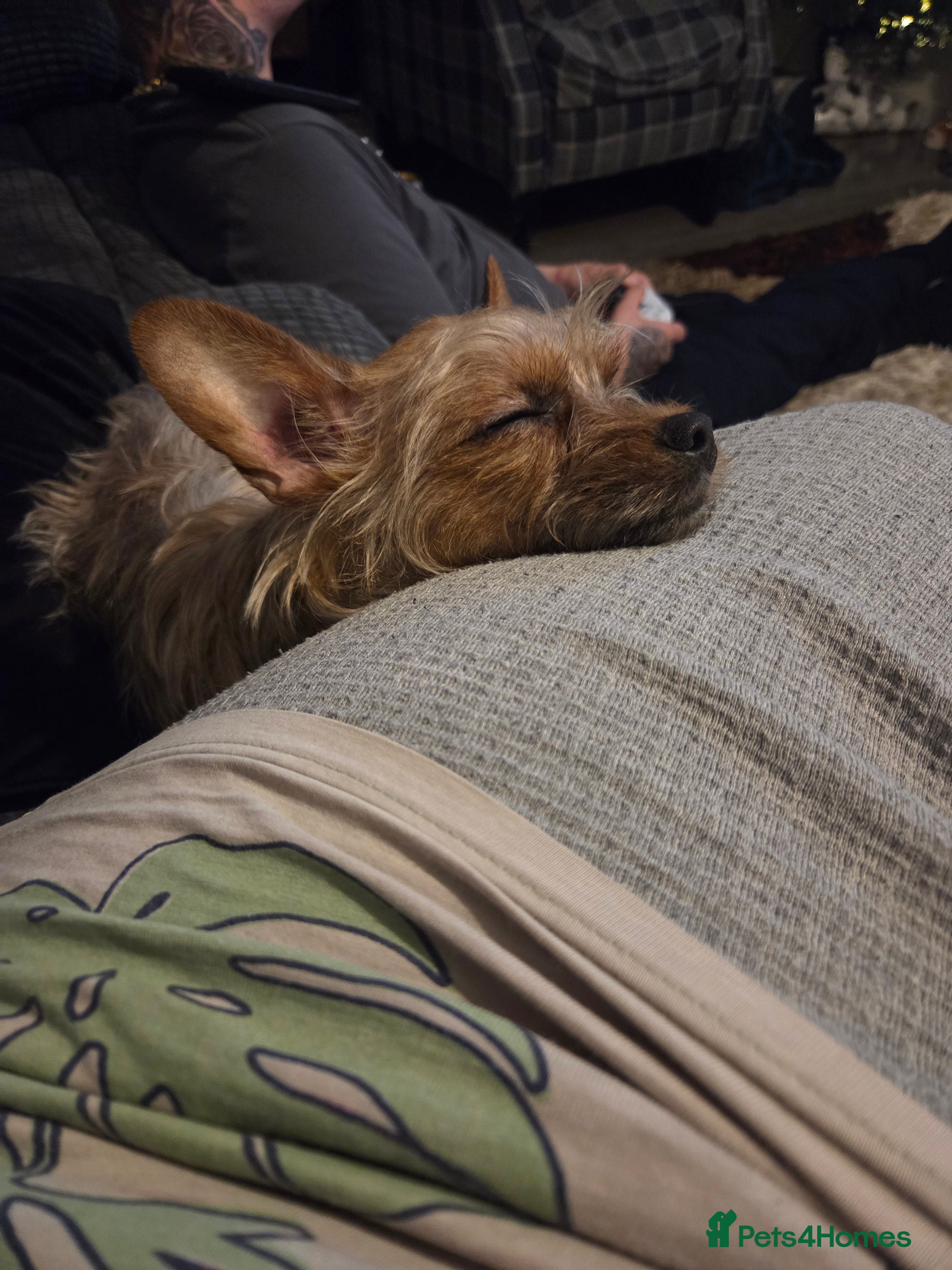 Mixed Breed dogs Female chorkie - Advert 1