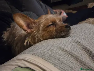 Mixed Breed dogs Female chorkie - Advert 1