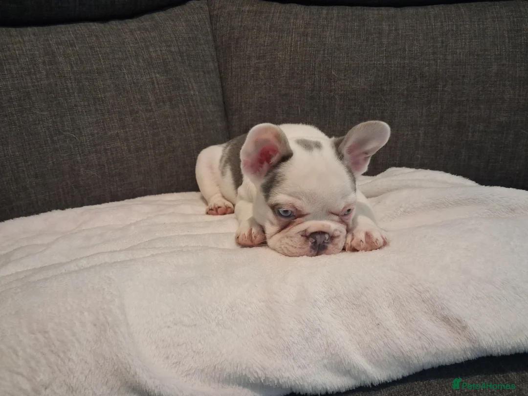 French Bulldog dogs for sale: Frenchie pups in Tilbury - Advert 4