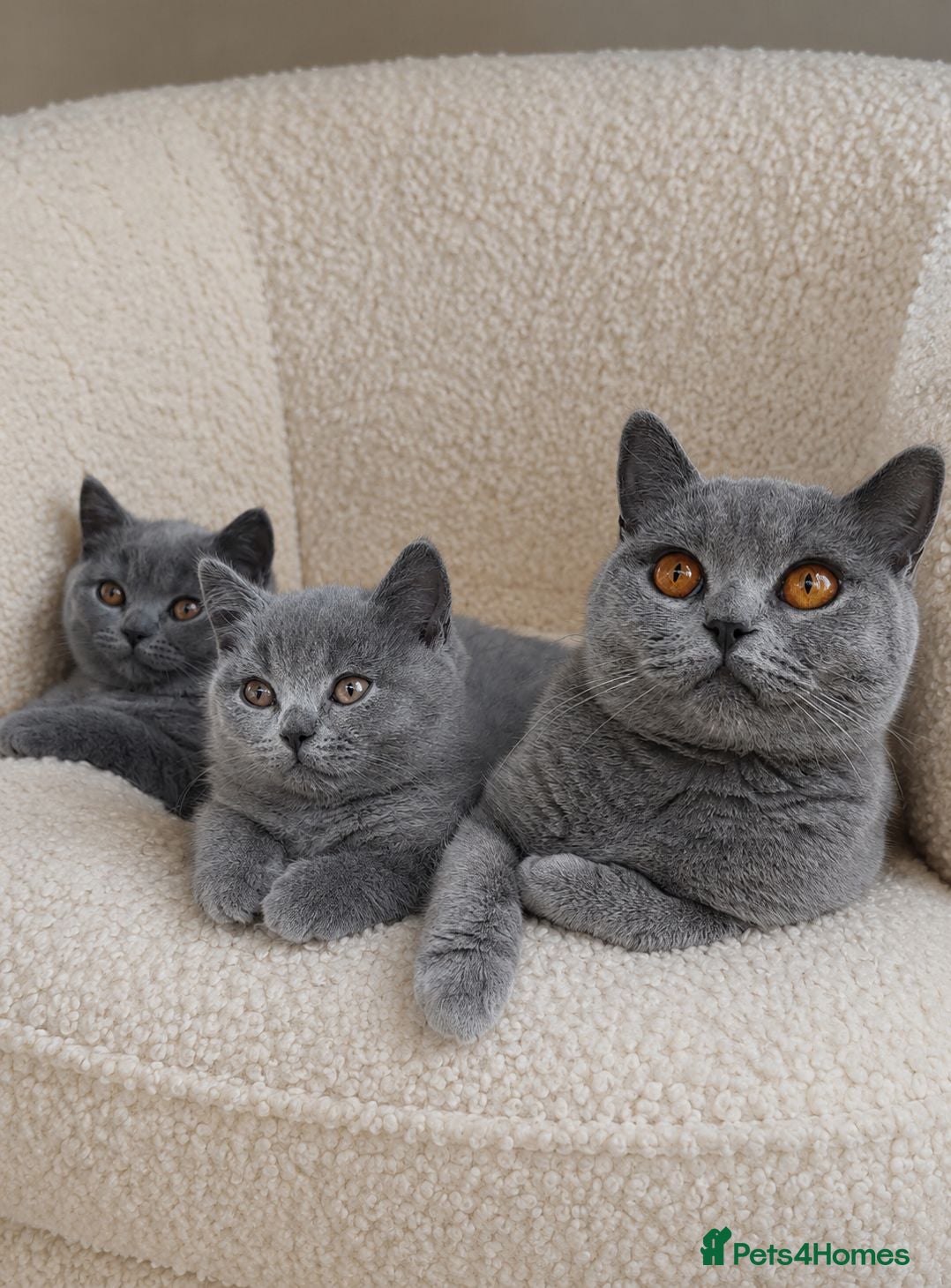 British Shorthair cats 🩵🩷*READY SOON*🩵🩷 - Advert 9
