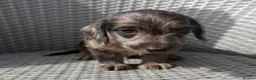 Mixed Breed dogs for sale: Stunning quality Daxipoo pups   - Advert 19