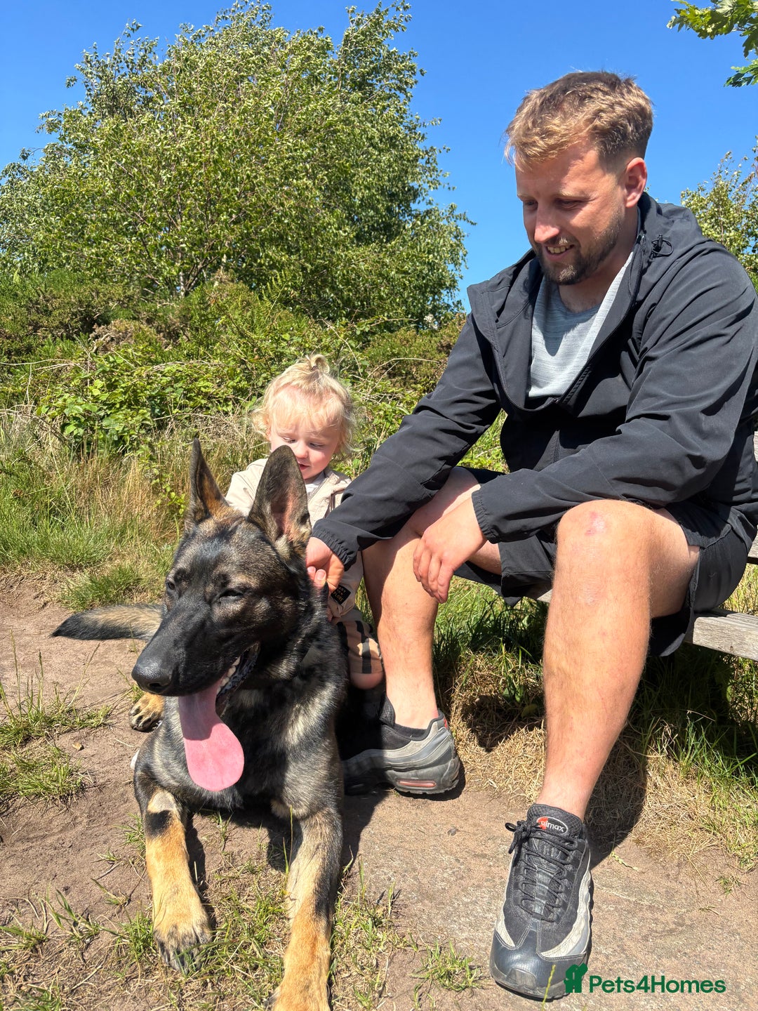 German Shepherd dogs for sale: German Shepard  - Advert 6