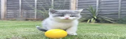 British Shorthair cats for sale: Beautiful Blue & White British Shorthair Kittens in Stowmarket - Advert 22