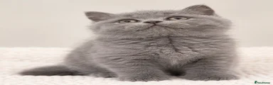 British Shorthair 1