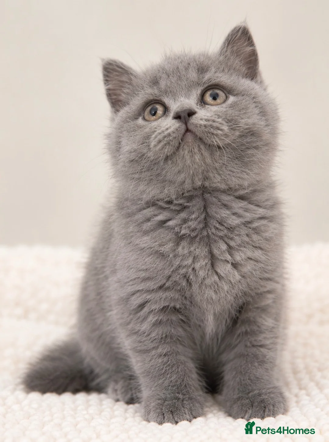 British Shorthair cats for sale: Beautiful & Healthy British Shorthair Kittens - Advert 2