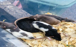 Rat rodents for sale: Friendly dumbo rats for sale  - Image 1