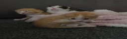 Mixed Breed cats for sale: 5 beautiful fluffy kittens - Advert 7