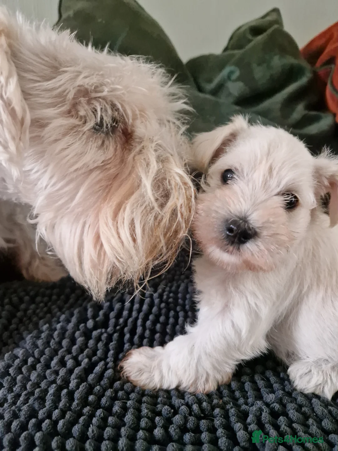 Miniature Schnauzer dogs for sale:  Pedigree Silver white minature schnauzer  - Advert 10