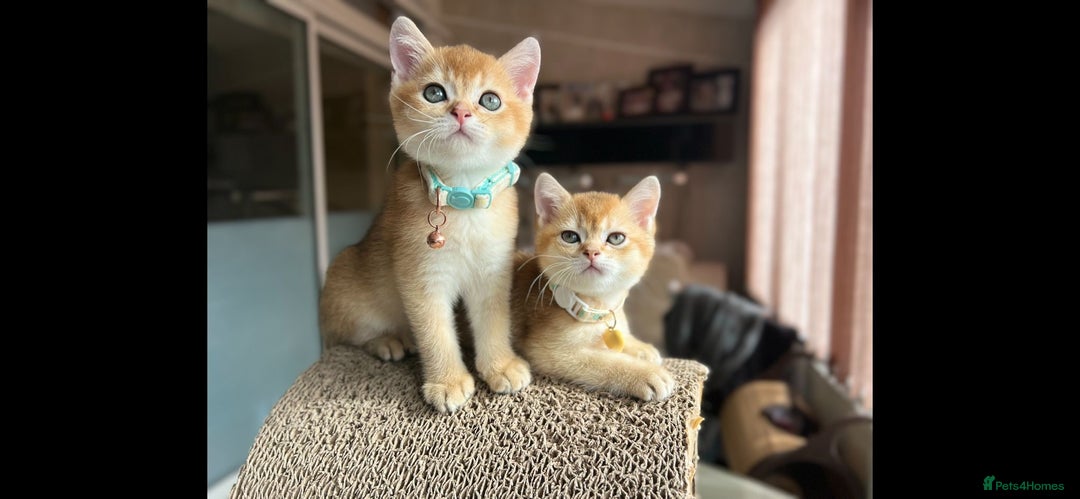 Scottish Fold cats for sale: TICA-Registered Scottish Straight/Fold Kittens  - Image 17