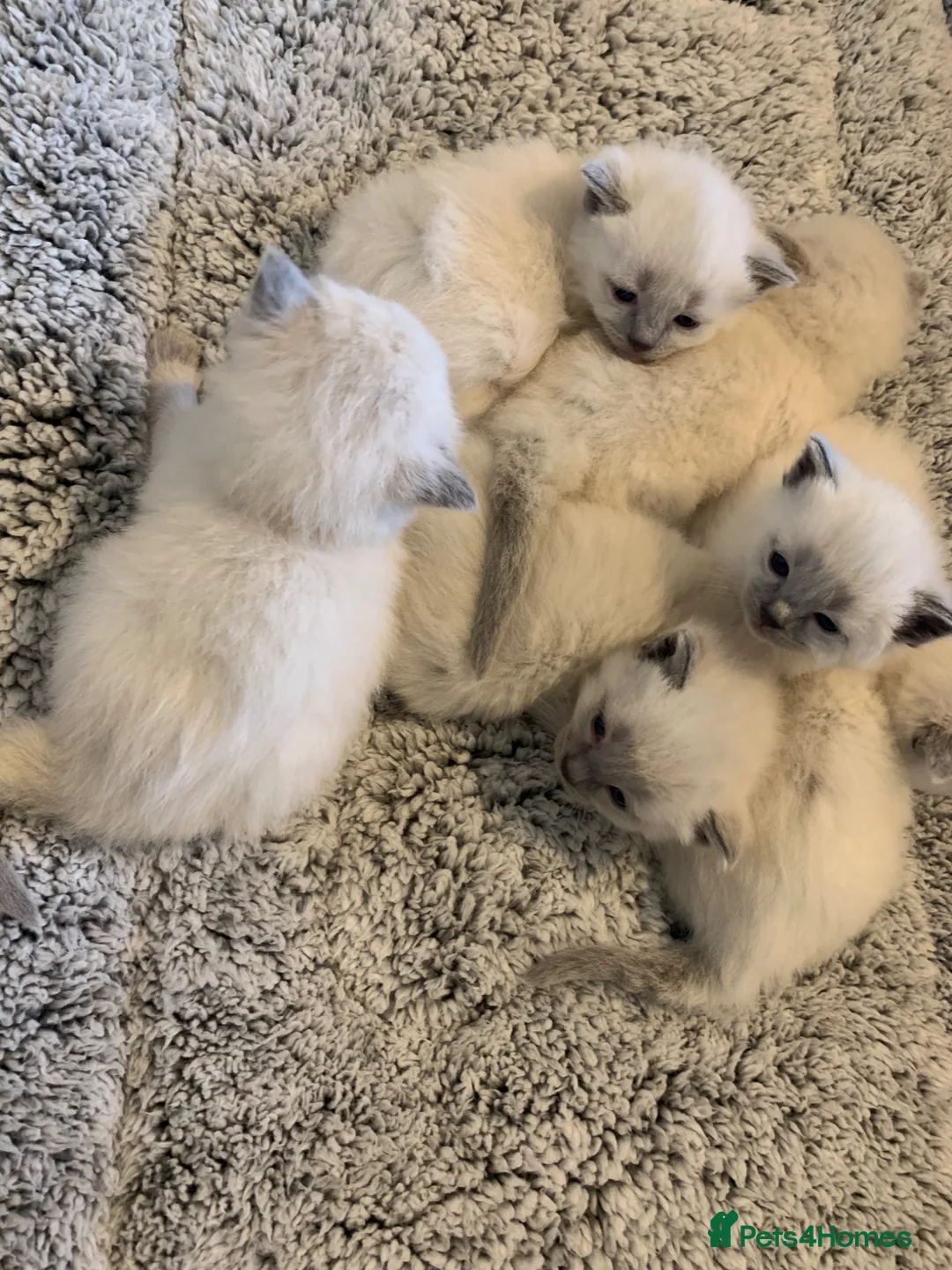 Ragdoll cats for sale: Ragdoll kittens  in Burnley - Advert 2