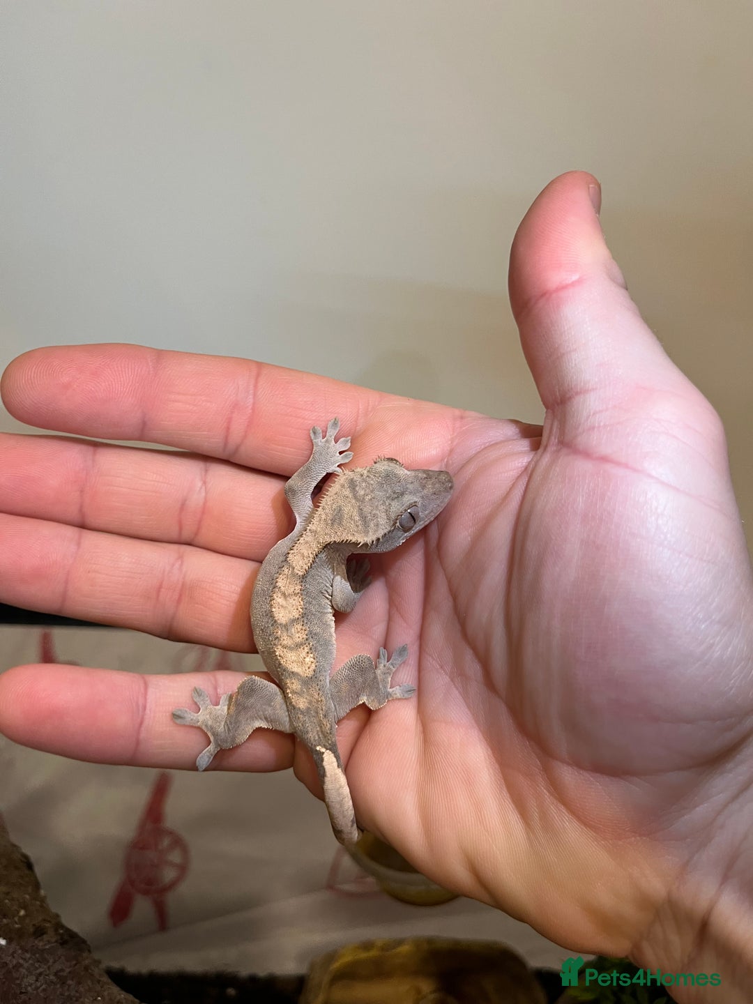 Gecko reptiles for sale: Crested gecko babies for sale  - Advert 6