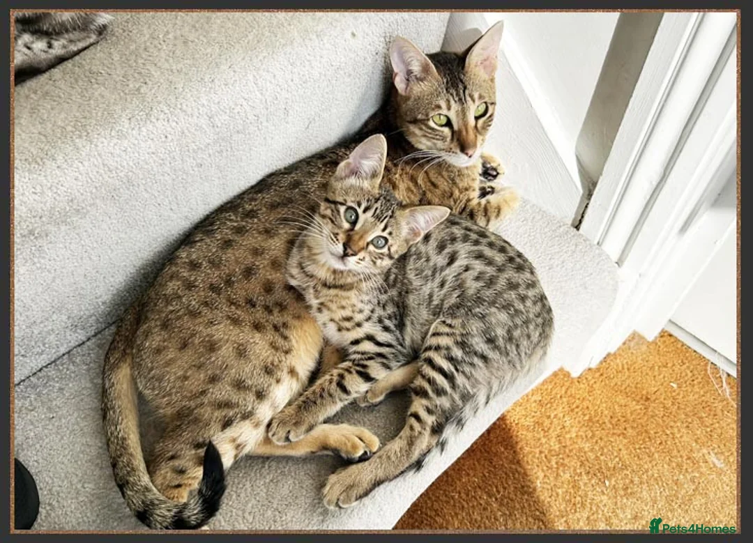 Savannah cats for sale: Beautiful F6 SBT Brown spotted Savannah Betty - Advert 8
