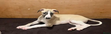 Whippet Puppy 1