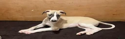 Whippet dogs for sale: KC REGISTERED Whippet puppies for Sale - Advert 4