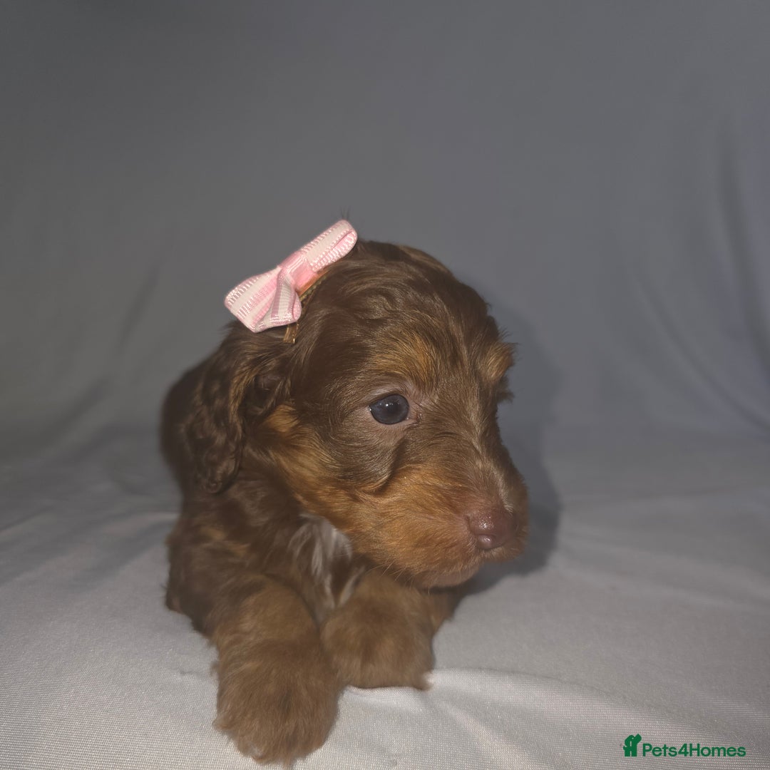 Doxiepoo dogs for sale: Adorable PRA clear daxipoos hypoallergenic  - Image 13