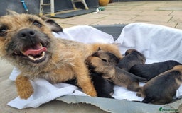 Border Terrier dogs for sale: Kc border terrier pups  - Image 3