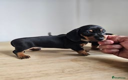 Miniature Dachshund dogs for sale: PRA CLEAR GORGEOUS MIN DACHSHUNDS  - Image 20