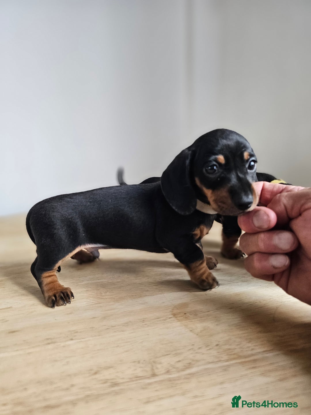 Miniature Dachshund dogs for sale: PRA CLEAR GORGEOUS MIN DACHSHUNDS  - Image 20