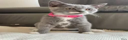 Scottish Fold cats for sale: Champion Line Scottish straight  - Advert 2