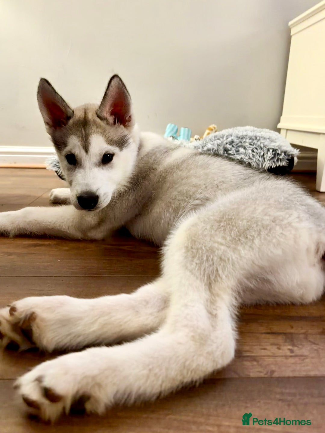 Siberian Husky dogs for sale: Male Siberian Husky  - Advert 6