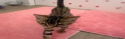 Bengal cats for sale: Bengal kitten  - Advert 4