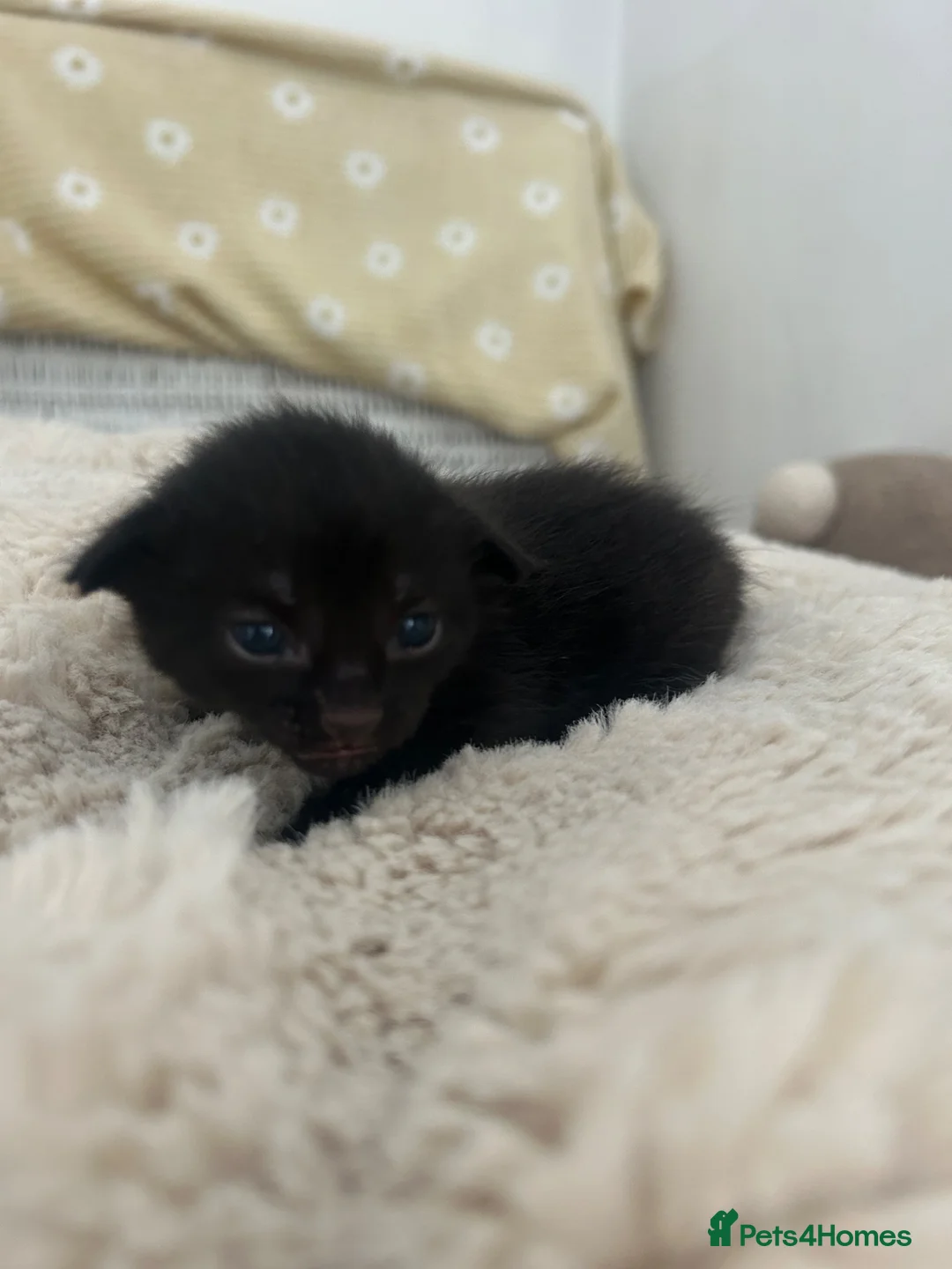 Mixed Breed cats for sale: 3 beautiful little kittens  - Advert 2