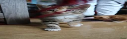 Mixed Breed cats for sale: 6 Adorable Kittens Looking for Their Forever Homes - Advert 18