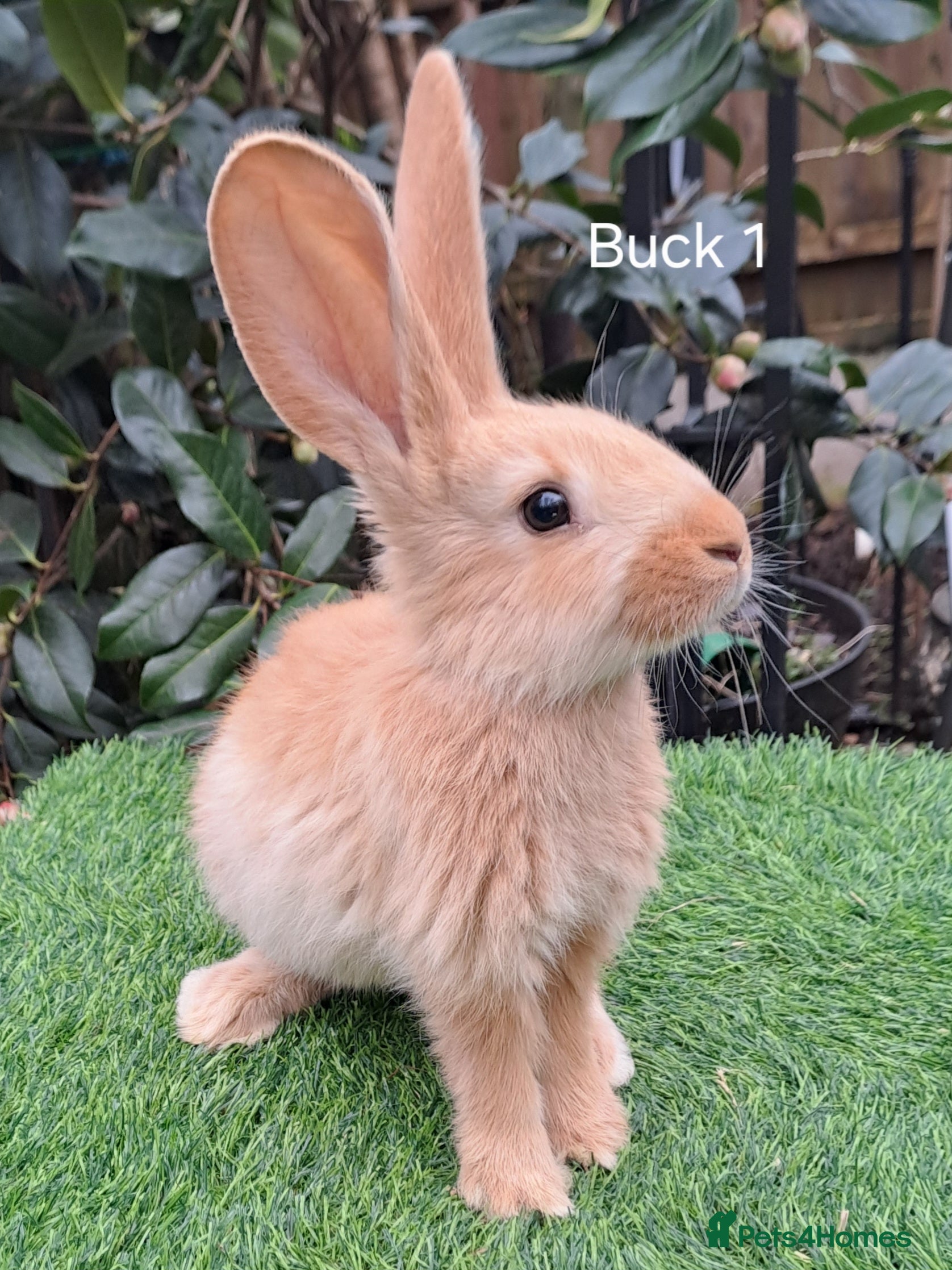 Continental Giant rabbits Pure Continental Giants  VACCINATED 3 in 1 Reserve - Advert 5