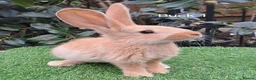 Continental Giant rabbits for sale: Pure Continental Giants  VACCINATED 3 in 1 Reserve - Advert 1