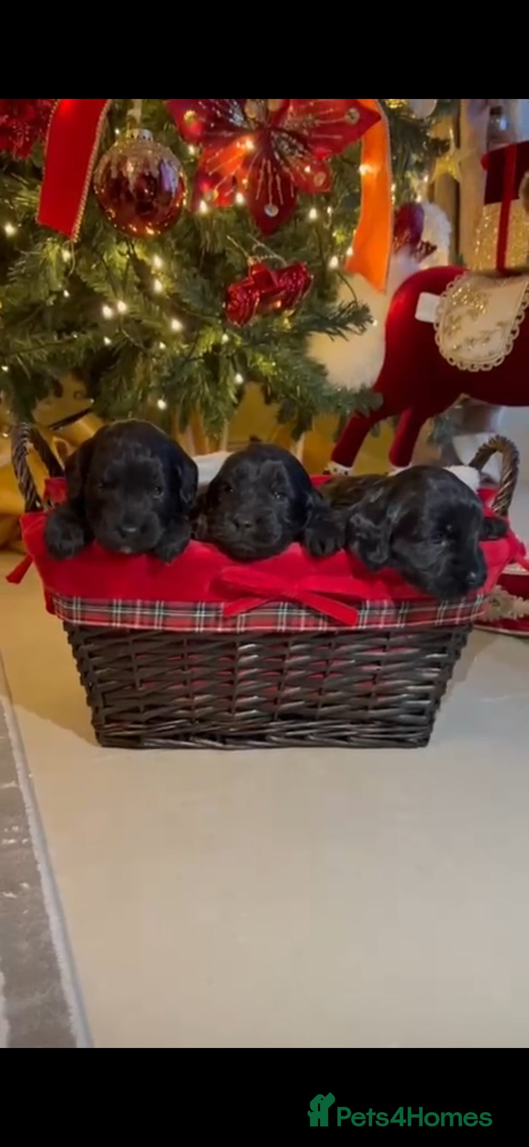 Cockapoo dogs Licenced breeder adorable curly cockapoos - Advert 2