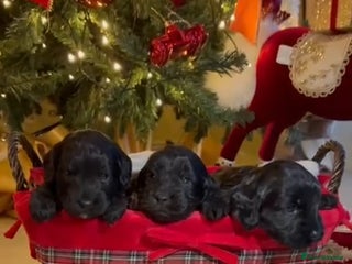 Cockapoo dogs Licenced breeder adorable curly cockapoos - Advert 2