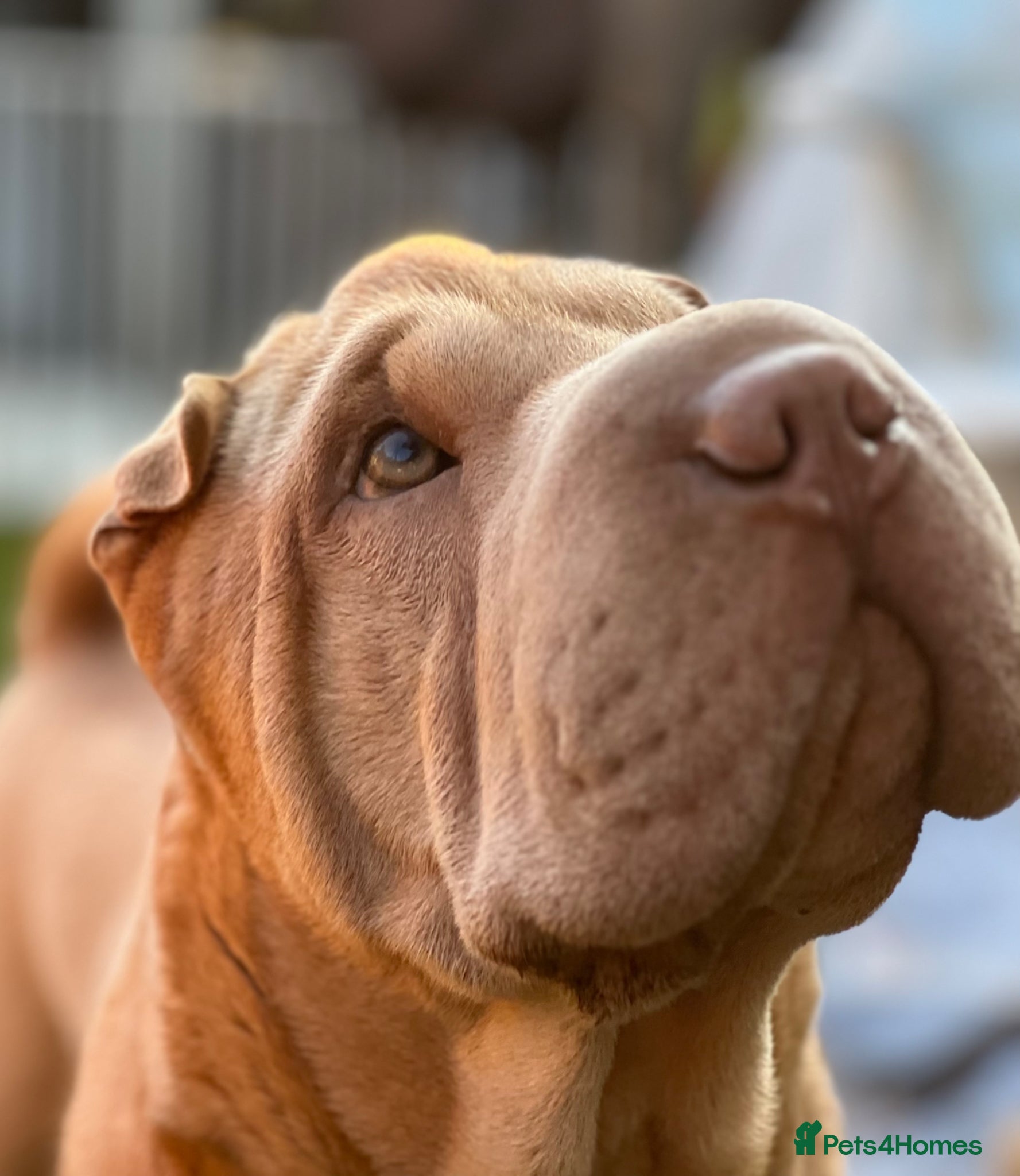 Shar Pei dogs Sharp pei Male for stud  - Advert 2