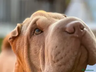 Shar Pei dogs Sharp pei Male for stud - Advert 2