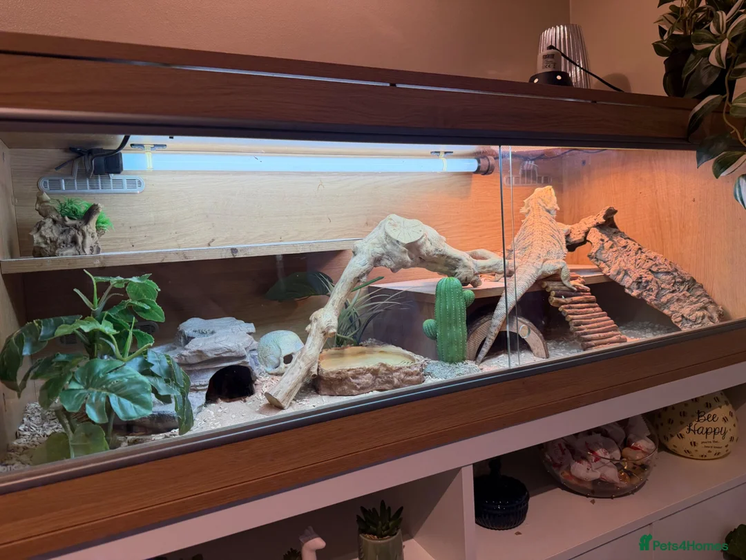 Bearded Dragon reptiles for sale: Female Bearded Dragon in Hailsham - Advert 3