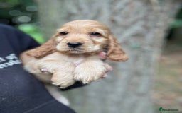 Cocker Spaniel dogs for sale: ALL GOLDEN 100% SHOW TYPE HEALTH TESTED PARENTS  - Image 18