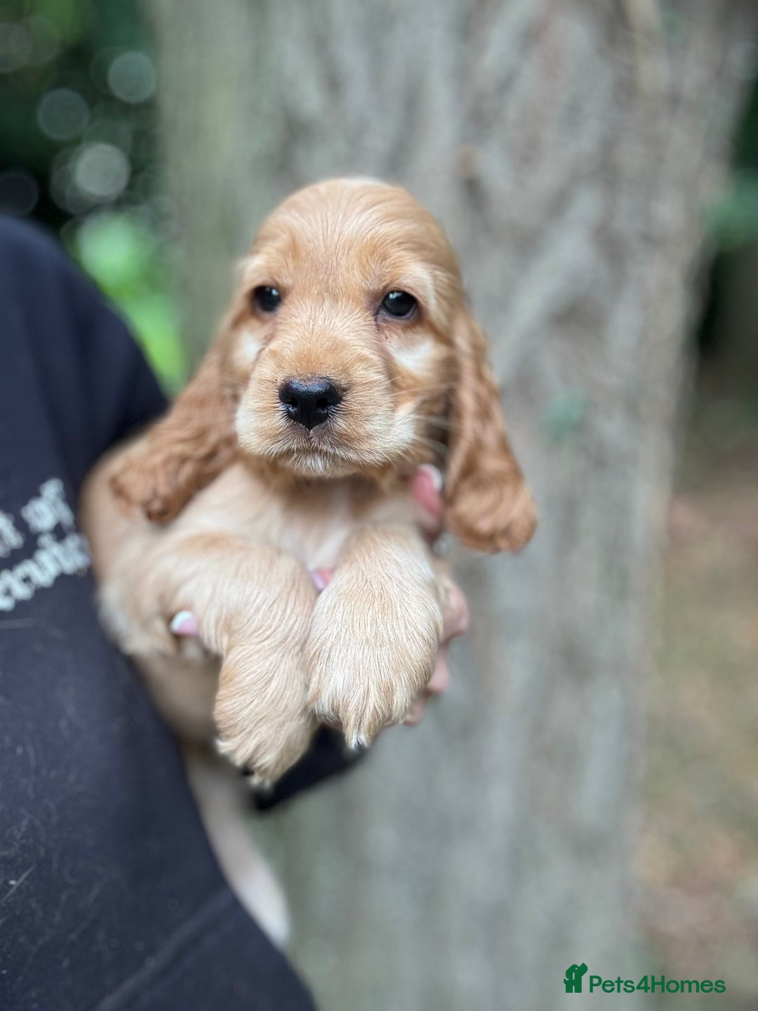 Cocker Spaniel dogs for sale: ALL GOLDEN 100% SHOW TYPE HEALTH TESTED PARENTS  - Image 18