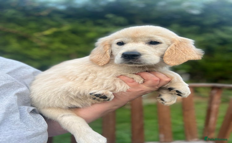 Golden Retriever dogs - Advert 10