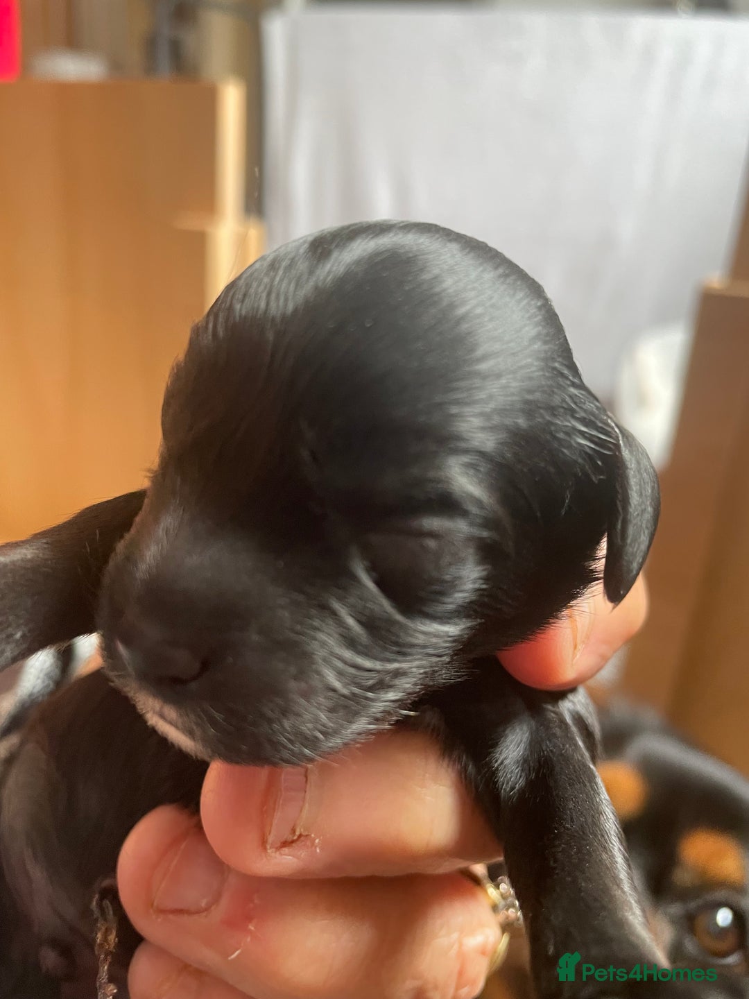 Cavapoo dogs for sale: Cavapoo - Image 24