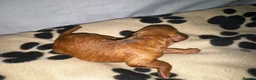 Cavapoo dogs for sale: Beautiful Red F1b Cavapoo pups-Ready September 🐾 in Havant - Advert 15