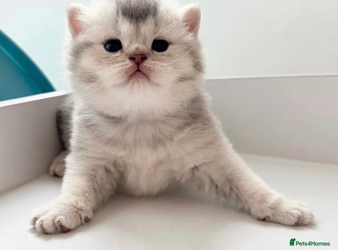 British Shorthair cats for sale: Beautiful silver shaded British shorthair kittens - Advert 2