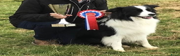 Border Collie dogs for stud: proven border collie at stud in Doncaster - Advert 23