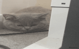 British Shorthair cats for sale: Beautiful british shorthair for sale  - Image 2