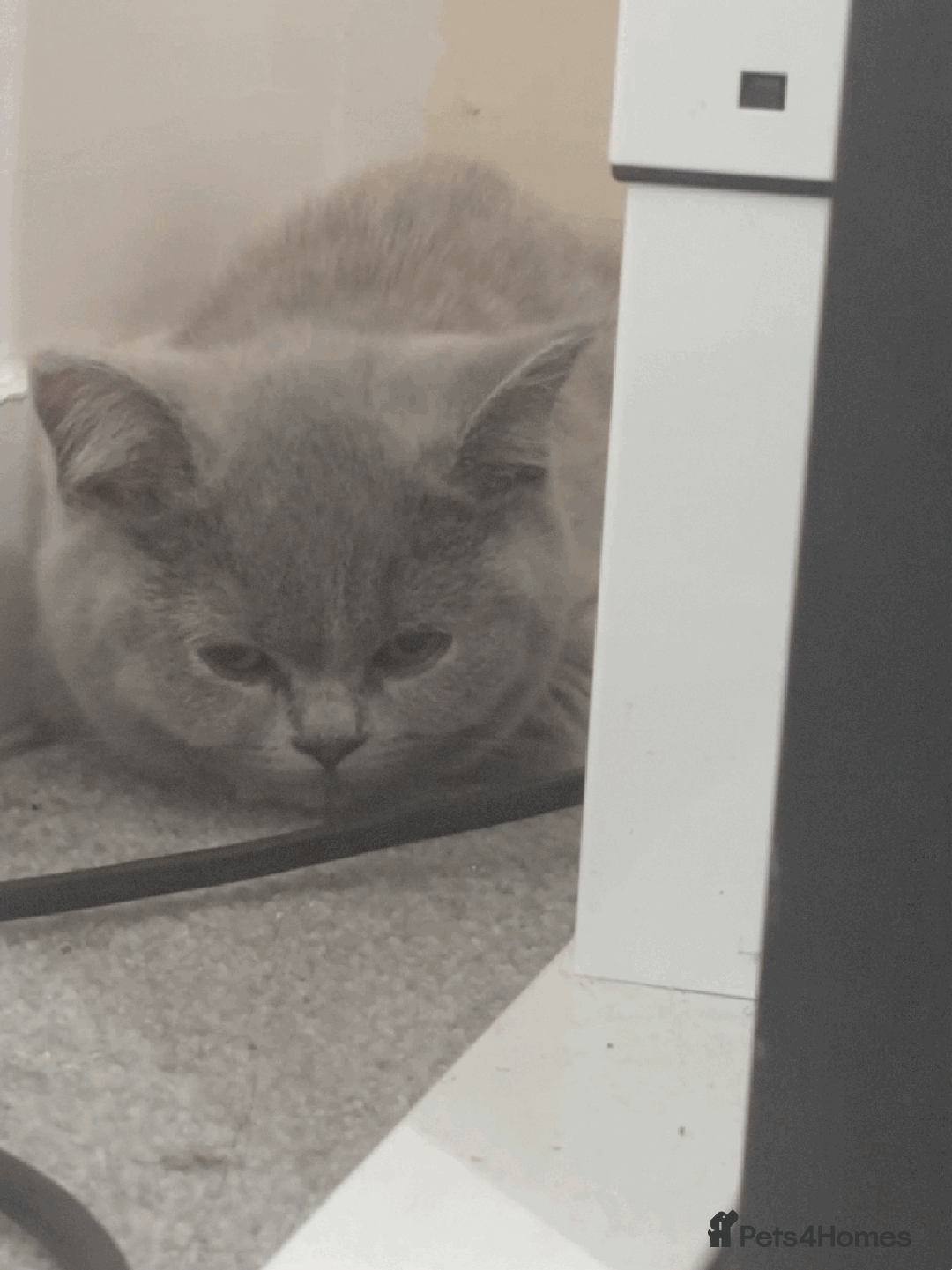 British Shorthair cats for sale: Beautiful british shorthair for sale  - Image 2